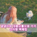 댕댕스 | 여름 선자령 백패킹 후기 | 댕댕이랑 대중교통 가는법 총정리 9월후기 택시 필수!!! (2탄)