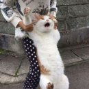 퍼빗 네이버블로그