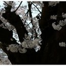 신안사로 이미지