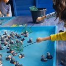 풀(POOLE) 이미지