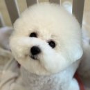 위드퍼피숑 이미지