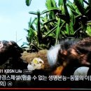 동물프로가 녀석 놀이턴가? Y NYUSUK...Do Respect Broadcasting Culture... 이미지