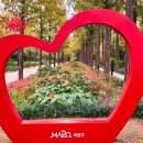 중앙로 메타세콰이아길 이미지