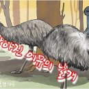 따뜻한 하루[142] ■ 작아진 에뮤의 날개 이미지