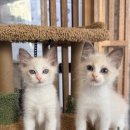 오즈캣 DMC점 이미지