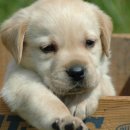 늘푸른펜션 이미지