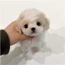 퍼피라이프 | 청담에서 비숑 분양 받은 후기, 퍼피에몽의 따뜻한 기억