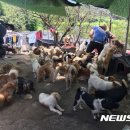 개와당신 이미지