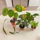 구개농장 | 모두의 식물마켓 모식마2 식쇼핑 후기 (기흥 플랜트핏)