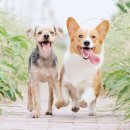 계산동물병원 이미지