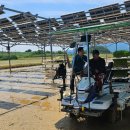 논에 태양광설비 얹었더니→연매출 ‘벼농사의 8.4배’ 이미지