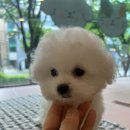 김해 강아지분양 고양이분양 도그하우스 외동점 네이버블로그