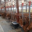 대산축산농장 이미지