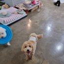 똑똑 애견유치원 이미지