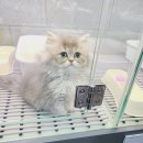 압구정동물의료센터 이미지