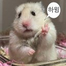 GS25 성주티박스점 | gs25 달콤 페스티벌 몬치치 랜덤 스마트톡 기획 구매 후기