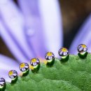 명품코다리 이미지