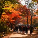 11/6(금)백양사 내장사 단풍 트레킹(장성/정읍)출발06시25분 이미지