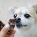 김선생펫푸드 이미지