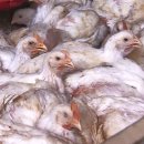 이용식농장 이미지