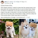 귀여운강아지 이미지