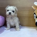 광주 애견무료입양 보호소 & 애견호텔 | 광주강아지무료분양 보호소 입양기 실제후기