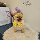 마미몽 펫샵 이미지