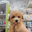 퍼피앤허니 이미지