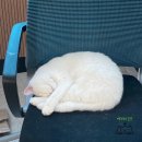 한국펫고등학교 이미지