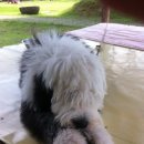 빗질해줄개 이미지