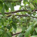 개복숭아 효소만들기 이미지