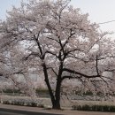정읍천변 벚꽃-2012.4.16 이미지
