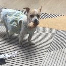 <b>냥품멍품</b> 멍티슈 스트레스 해소 강아지장난감