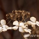 꽃하나 - 동두천시 지행로 118 | 꽃하나