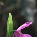 아름다운 봄꽃 17. 개불알꽃 ( ﻿ lady's slipper ) 이미지