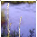 경안천습지생태공원 이미지