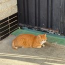 고래김밥분식&드립커피 | 시켜줘 노랑고래앰배서더