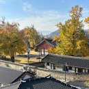 조영식재활사 | 드론 없이도 드론샷 가능한 전북 은행나무 명소 전주향교