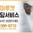 힐링애견샵 이미지