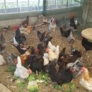 부여청계농장 이미지