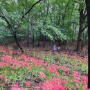함평 모악산 꽃무릇축제 용천사 꽃무릇공원 국내 최대 꽃무릇 자생지 이미지