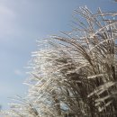 신성리갈대밭습지생태길 | 서천 – 국립생태원, 신성리 갈대밭, 장항송림산림욕장