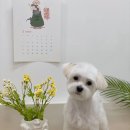 댕데이지 이미지