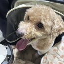 펫하우스 동물병원 | 2025 부산펫쇼 첫날 오픈런 후기 (+주차)