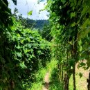 동춘한의원 | 인천 계류유산한약 한의원 건강하게