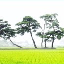 장승리 고분군 이미지