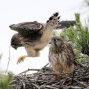 소나무둥지 이미지