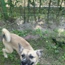 경기켄넬 이미지