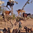 알콩달콩 흑염소 농장 이미지