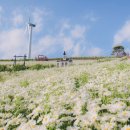 청옥산깨비마을 | 평창 육백마지기 데이지 5월 꽃 차박 별 6월 숙소 펜션 축제 총정리